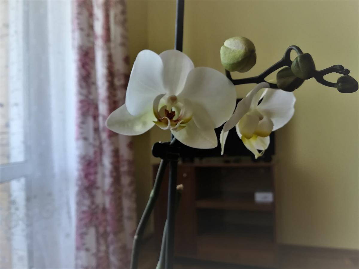 Apartament Na Adamkovskoy Leilighet Brest Eksteriør bilde